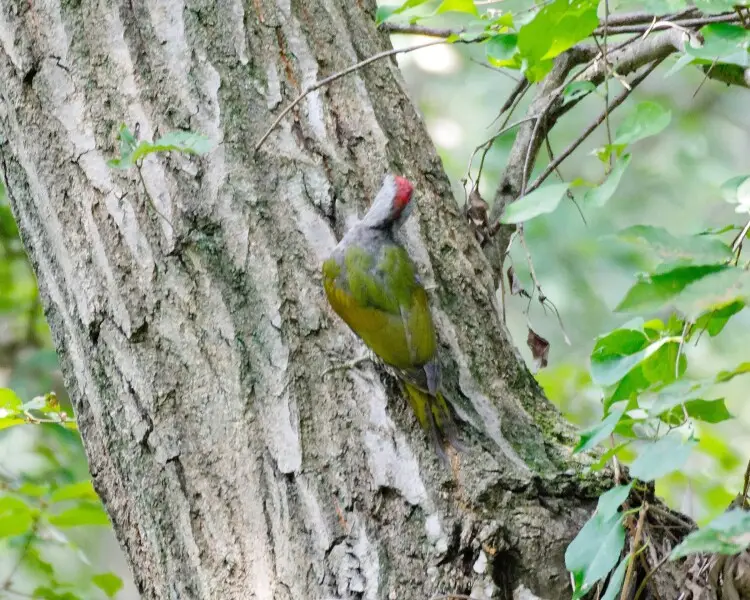 Japanese green woodpecker