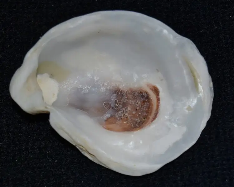 Eastern oyster Facts, Diet, Habitat & Pictures on Animalia.bio