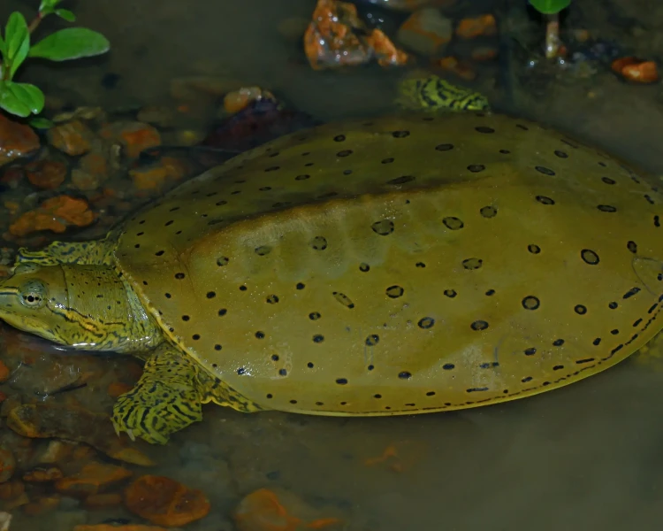 Northern spiny softshell turtle