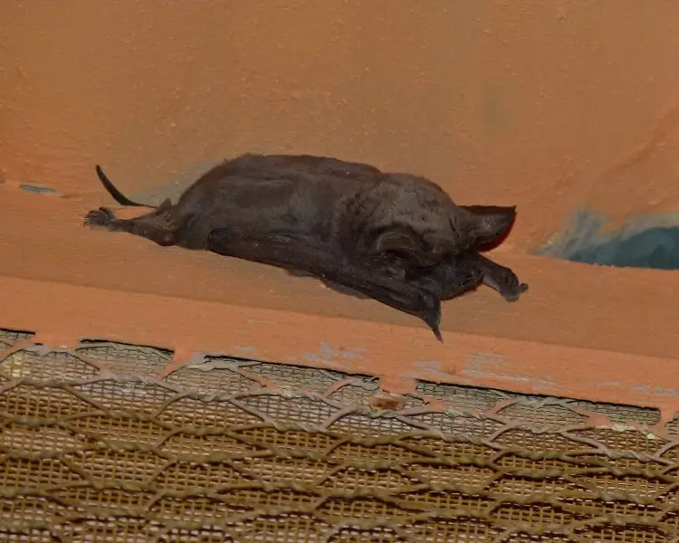 Egyptian free-tailed bat