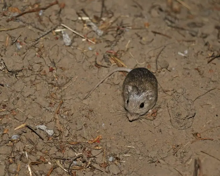 Pacific pocket mouse