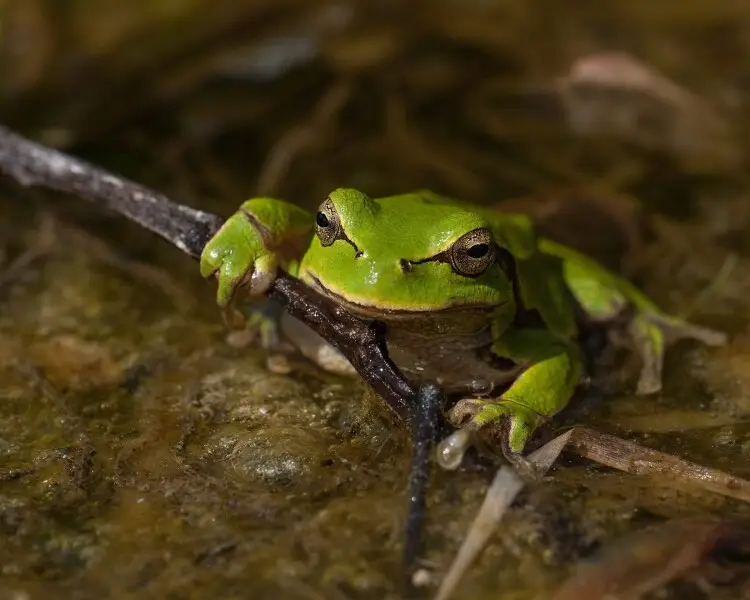 European tree frog Facts, Diet, Habitat & Pictures on Animalia.bio
