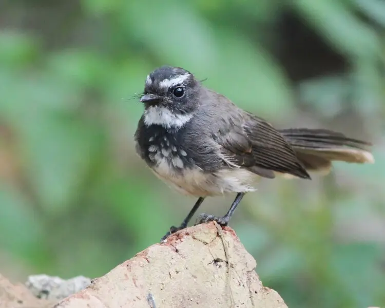 White-spotted fantail