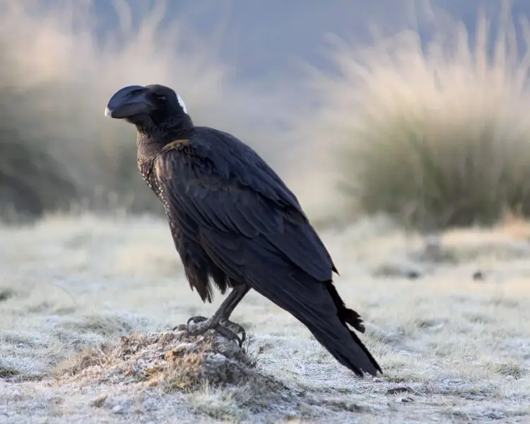 Thick-billed raven