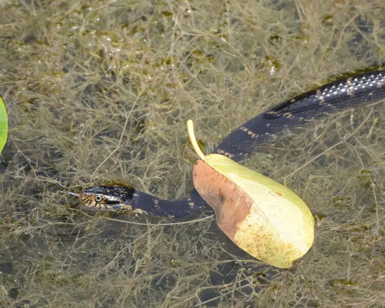 Florida banded water snake Facts, Diet, Habitat & Pictures on