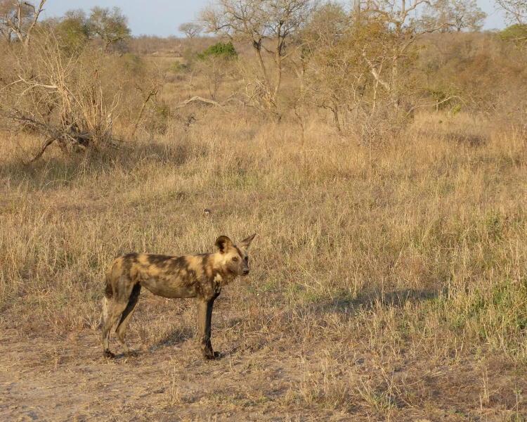Lycaon pictus