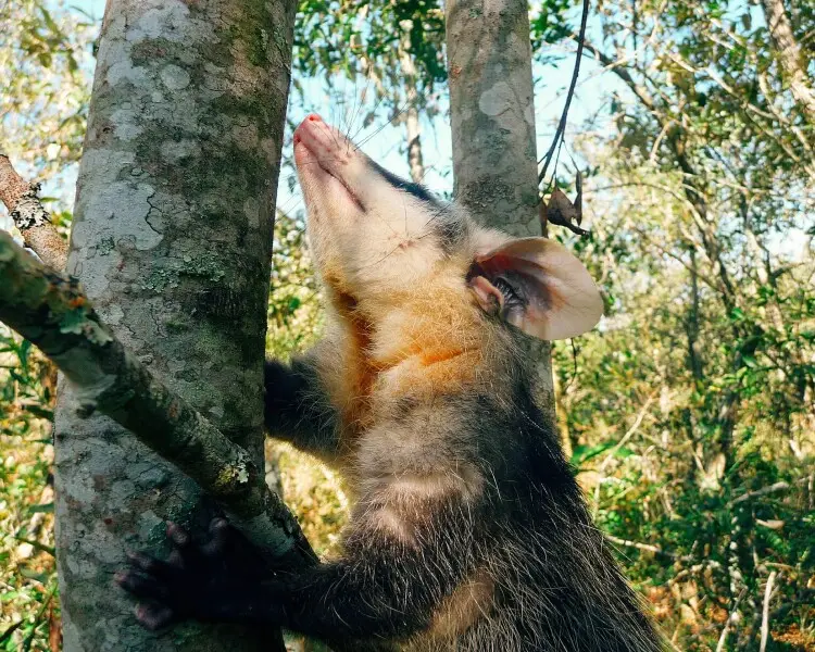 White-eared opossum
