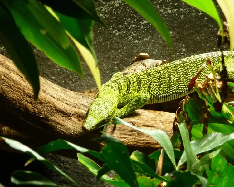Varanus reisingeri