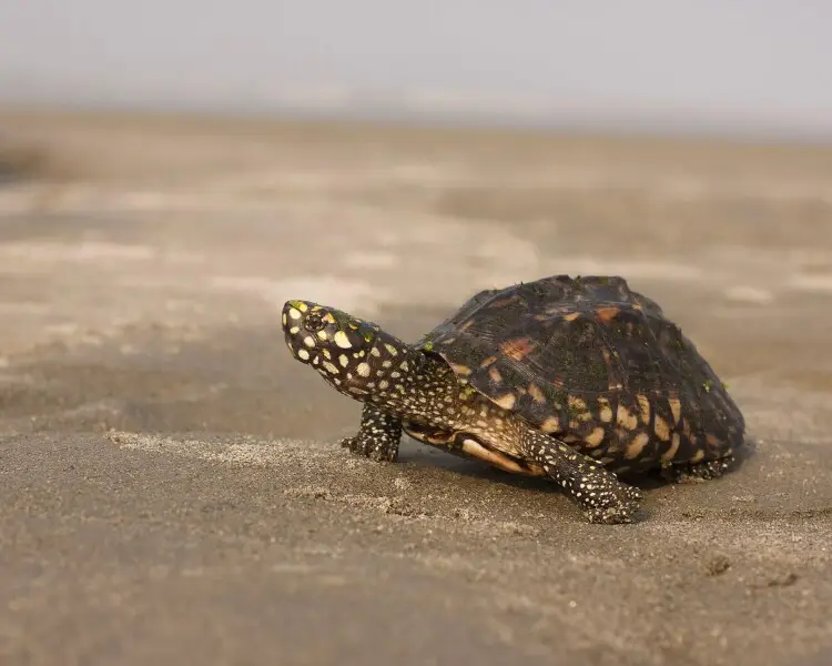 Black pond turtle - Facts, Diet, Habitat & Pictures on Animalia.bio