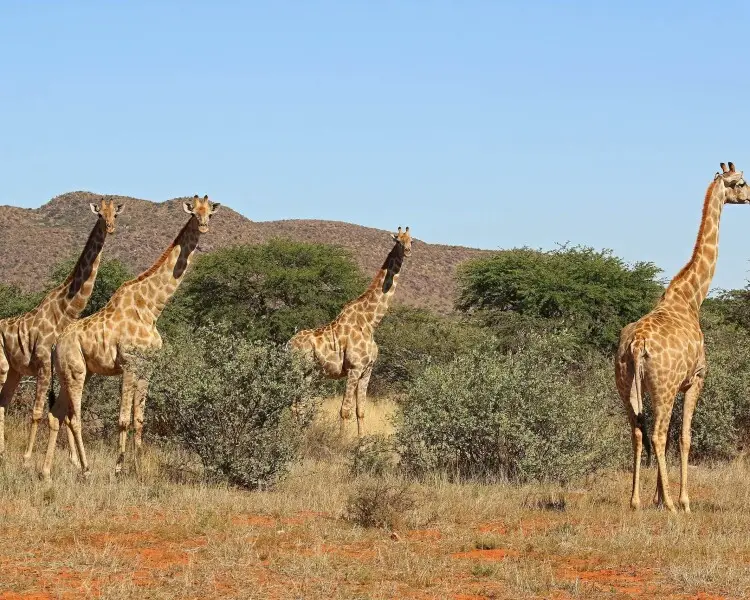 South African giraffe - Facts, Diet, Habitat & Pictures on 