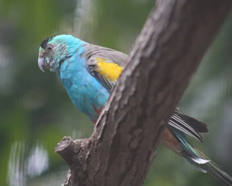 Goldenshouldered parrot Facts, Diet, Habitat & Pictures on Animalia.bio