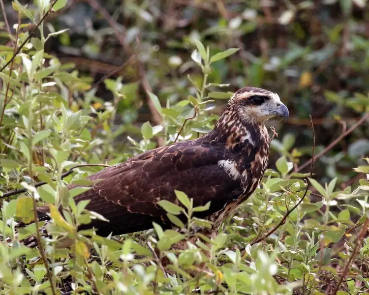 Great black hawk Facts, Diet, Habitat & Pictures on Animalia.bio