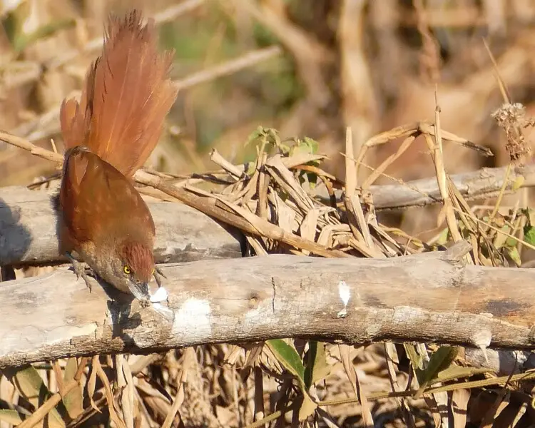 Greater thornbird - Facts, Diet, Habitat & Pictures on 