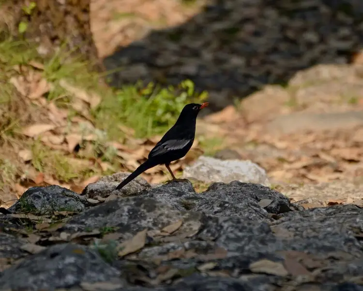 Turdus boulboul