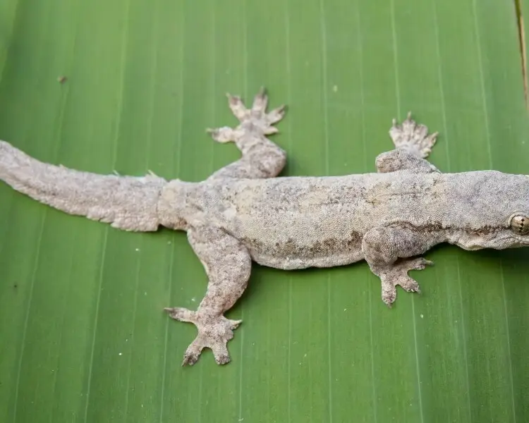 Flat-tailed house gecko
