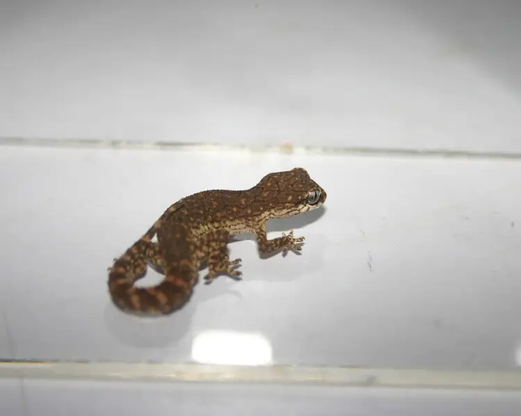 Reticulate leaf-toed gecko