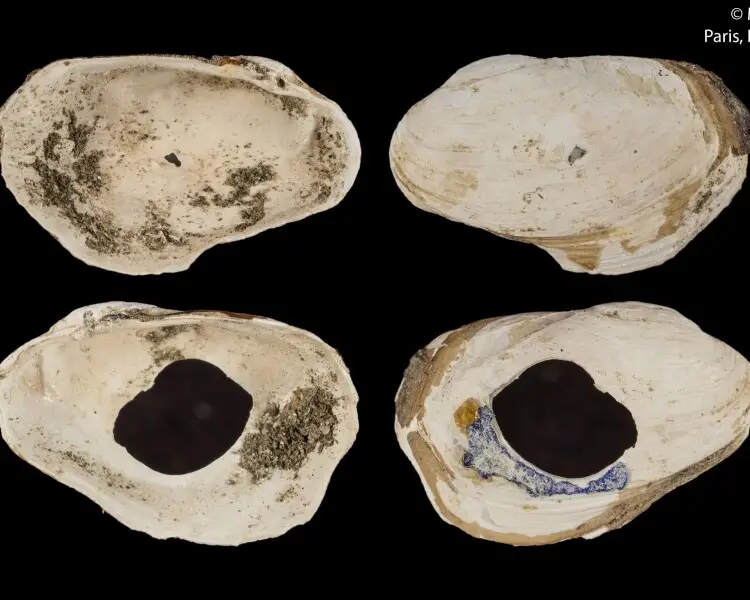 Hiatella arctica