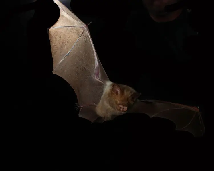 Diadem leaf-nosed bat