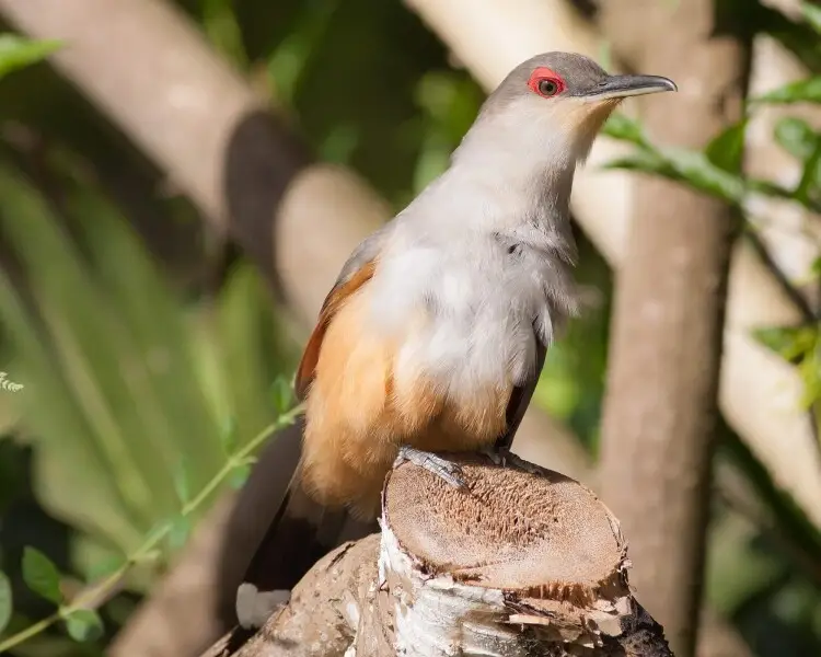 Hispaniolan lizard cuckoo
