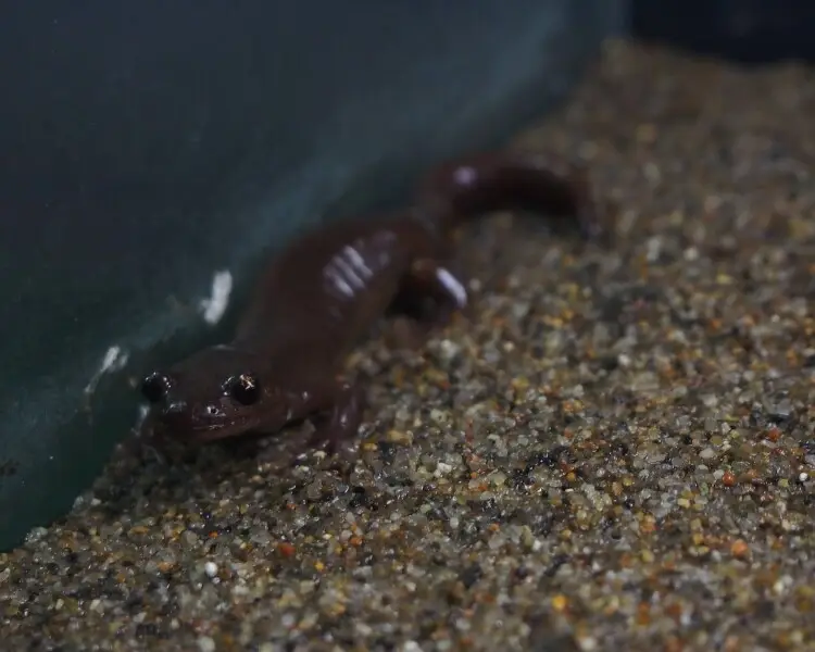 Ezo salamander
