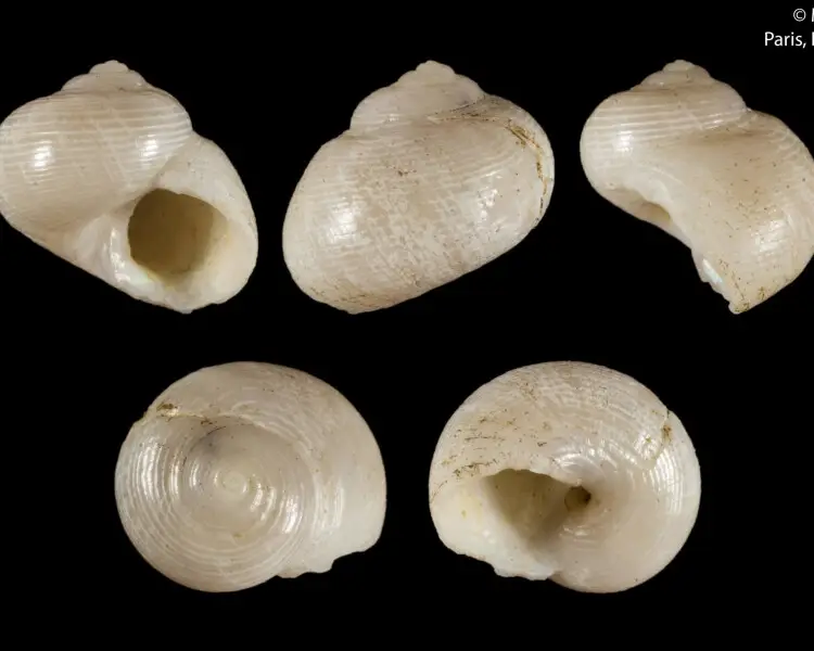 Homalopoma unicum