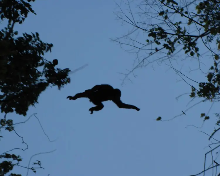 Eastern hoolock gibbon