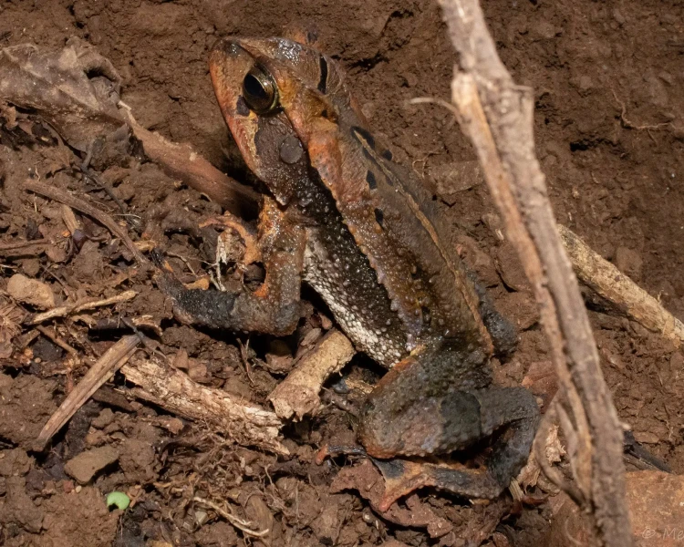 Incilius spiculatus