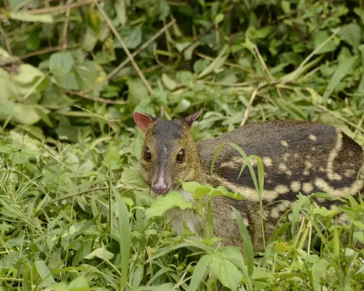 Indian spotted chevrotain