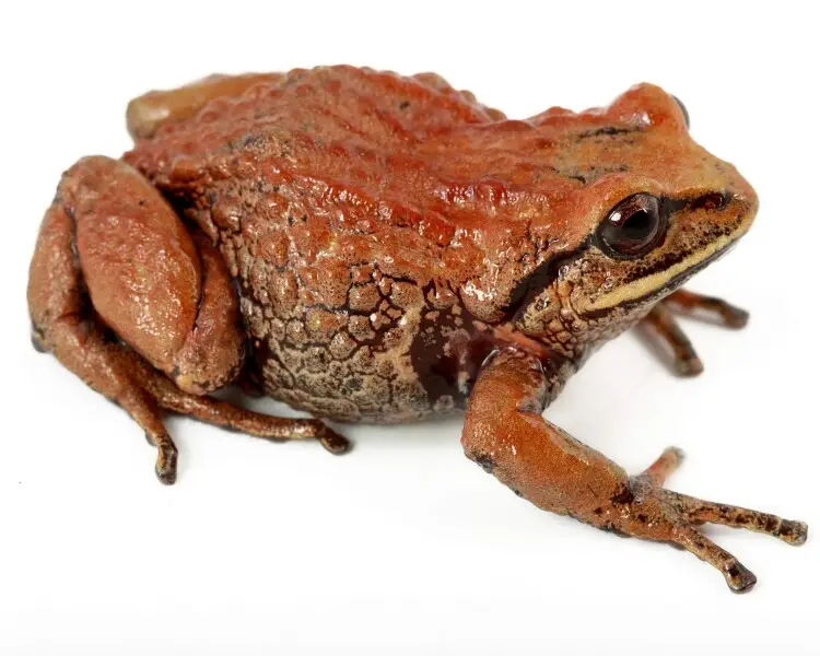 Pristimantis curtipes Fatti, dieta, habitat e immagini su Animalia.bio