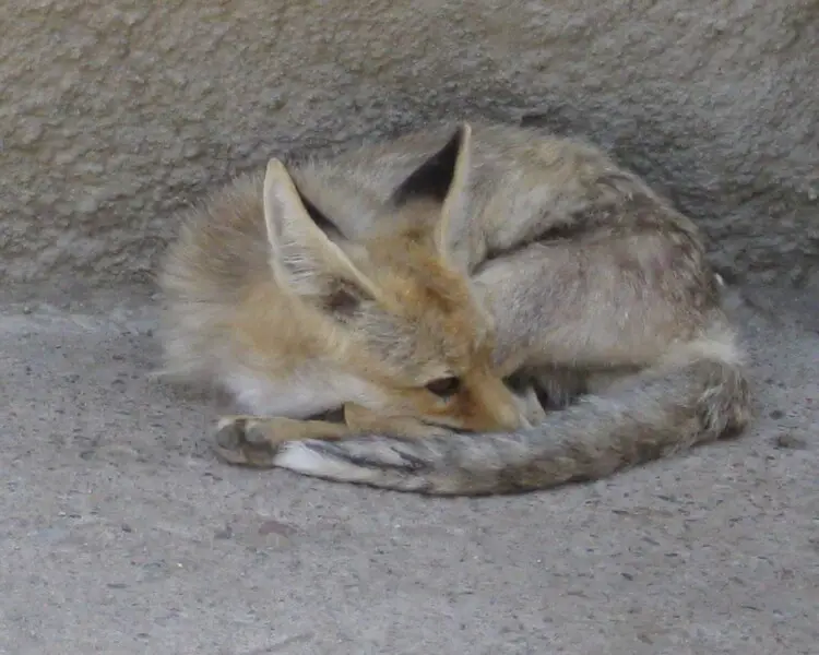 Turkmenian fox