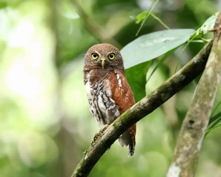 Chestnut-backed owlet