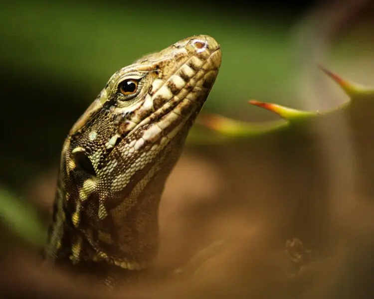 Boettger's lizard