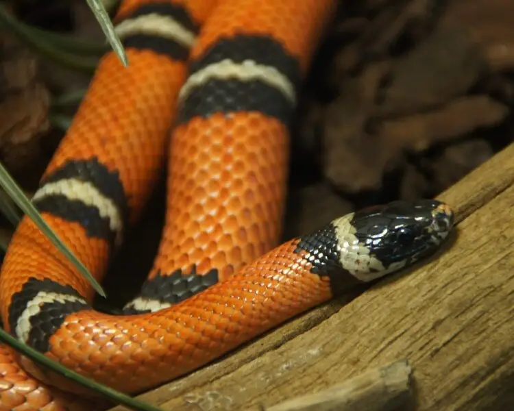Mexican milk snake