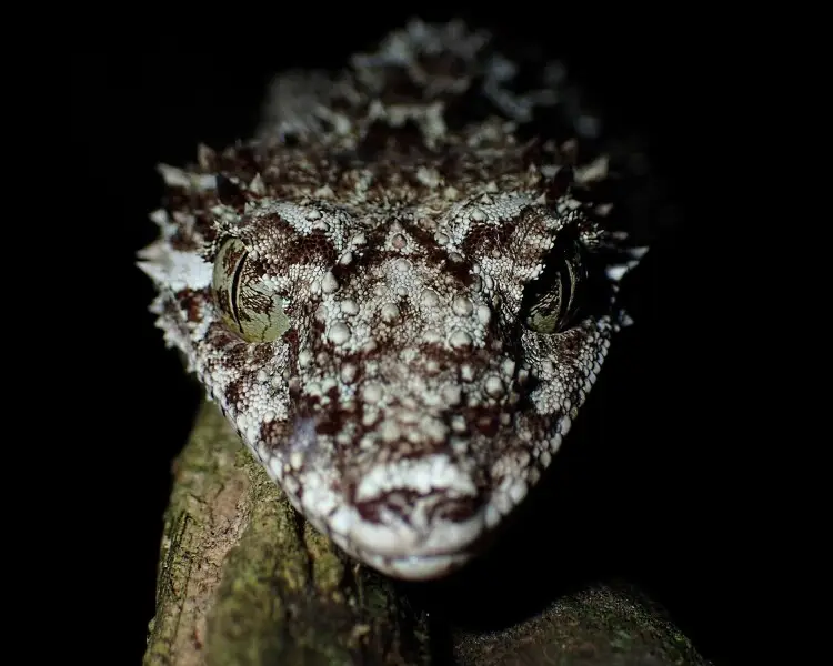 Northern leaf-tailed gecko