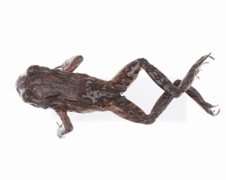 Archey's frog Facts, Diet, Habitat & Pictures on Animalia.bio