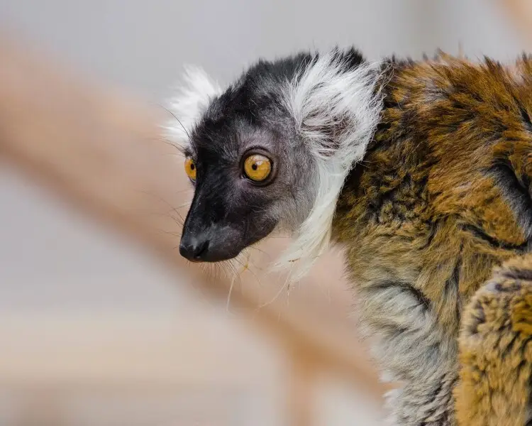 Sanford's brown lemur