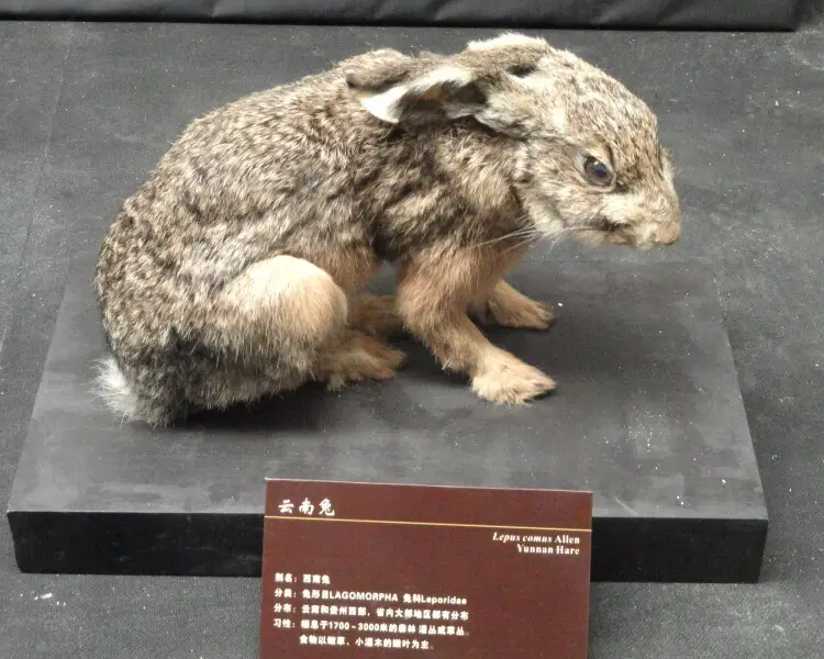 Yunnan hare