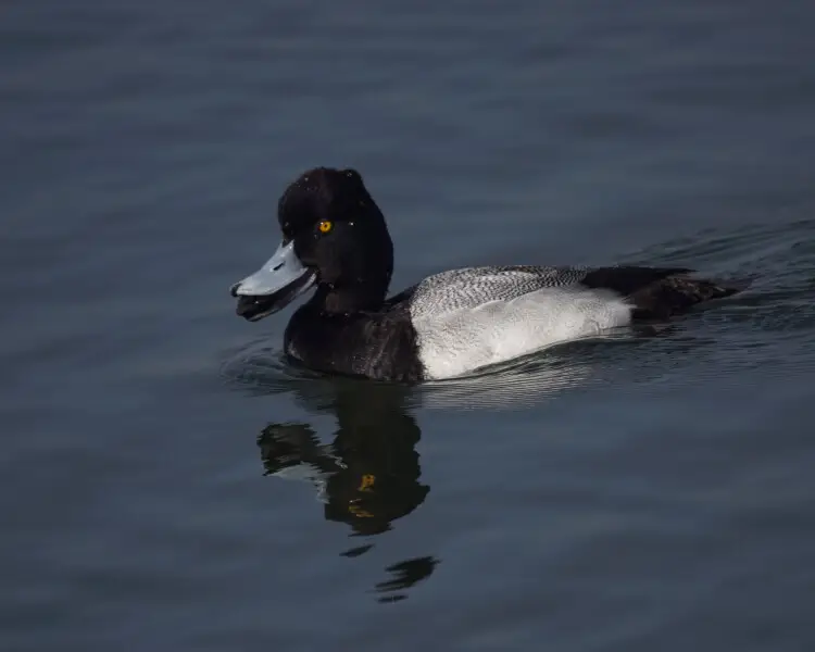 Lesser scaup Facts, Diet, Habitat & Pictures on Animalia.bio