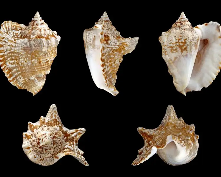 Lobatus raninus