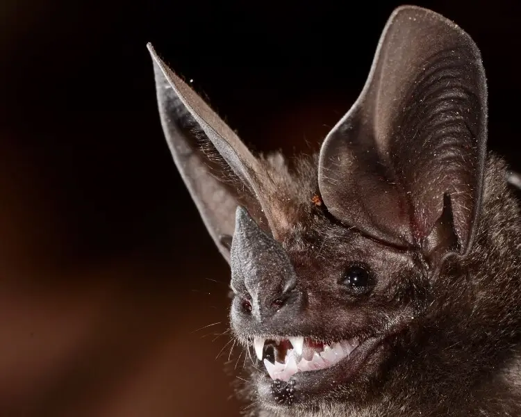 Lophostoma brasiliense факти, дієта, ареал і фотографії на Animalia.bio