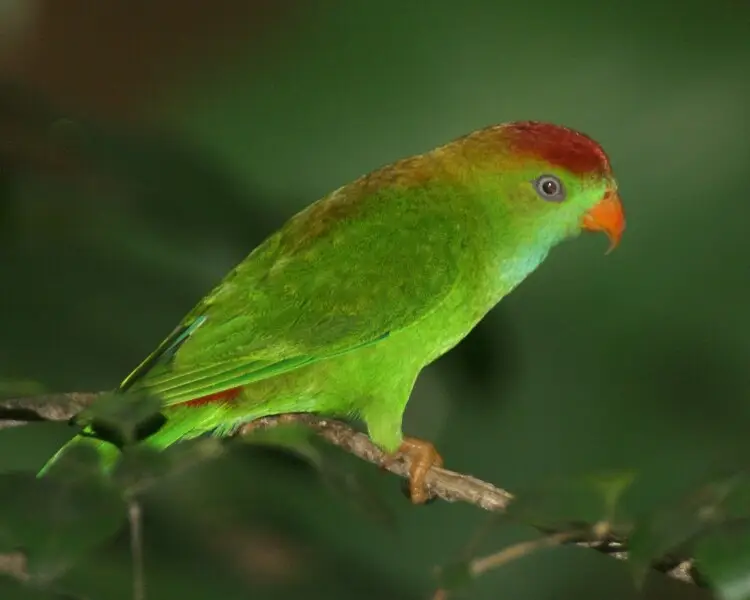 Sri Lanka hanging parrot