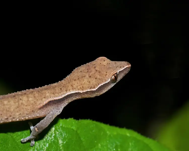 Madagascar clawless gecko