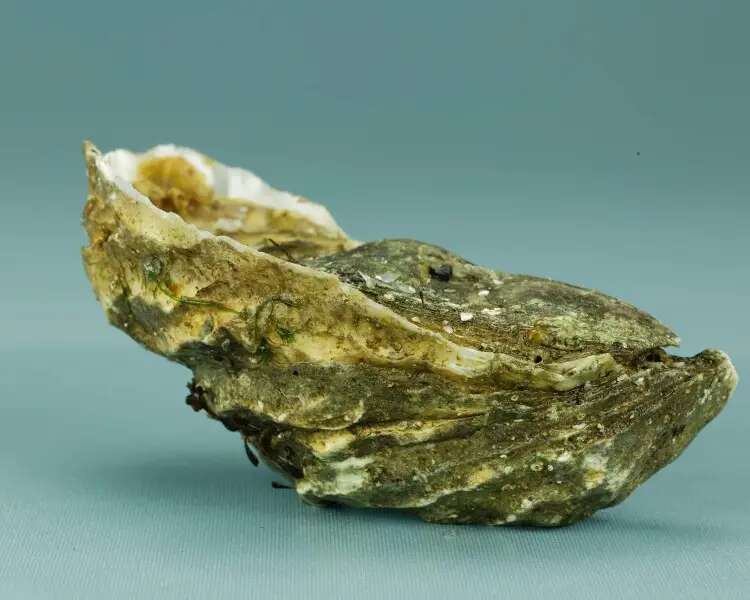 Pacific oyster Facts, Diet, Habitat & Pictures on Animalia.bio