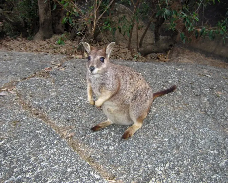 Mareeba rock-wallaby