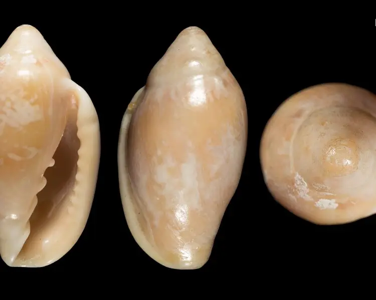 Marginella aurantia факти, дієта, ареал і фотографії на Animalia.bio