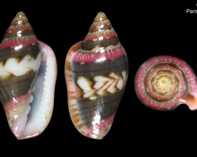 Marginella britoi Facts, Diet, Habitat & Pictures on Animalia.bio