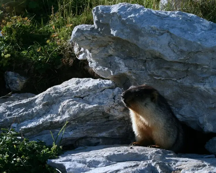 Black-capped marmot