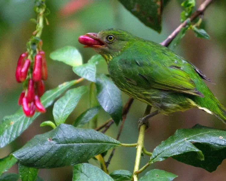 Masked fruiteater