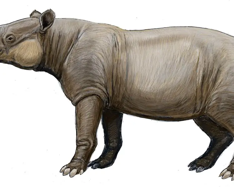 Giant tapir