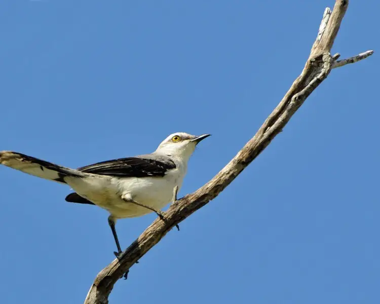 Tropical mockingbird